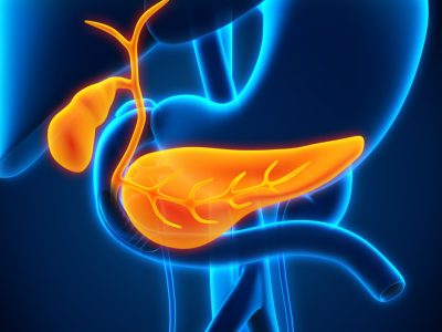 Human Gallbladder and Pancreas Anatomy Human Gallbladder and Pancreas Anatomy Illustration. 3D render